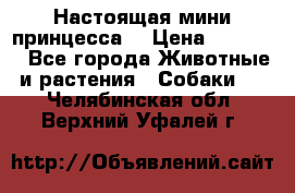 Настоящая мини принцесса  › Цена ­ 25 000 - Все города Животные и растения » Собаки   . Челябинская обл.,Верхний Уфалей г.